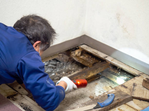Best Black Mold Remediation in West Burlington, IA