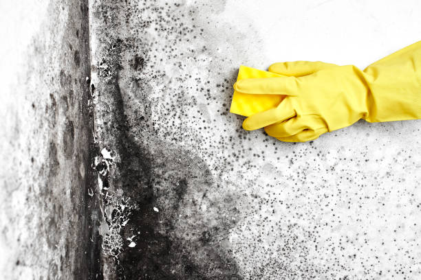 West Burlington, IA Mold Remediation Company